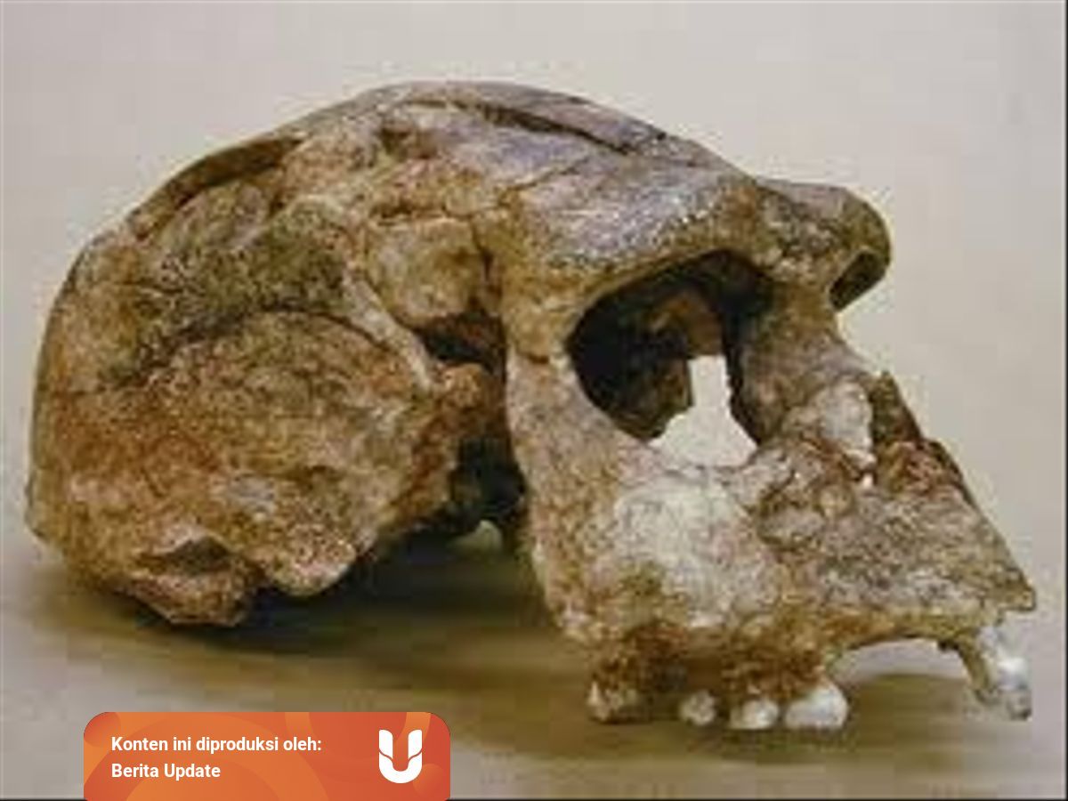 Pithecanthropus Erectus Dan Manusia Purba Lain Yang Ada Di Indonesia Kumparan Com