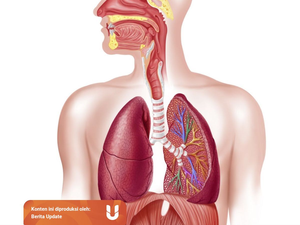 Sistem Pernapasan Pada Manusia Dan Macam Macam Penyakit Yang Menyerangnya Kumparan Com