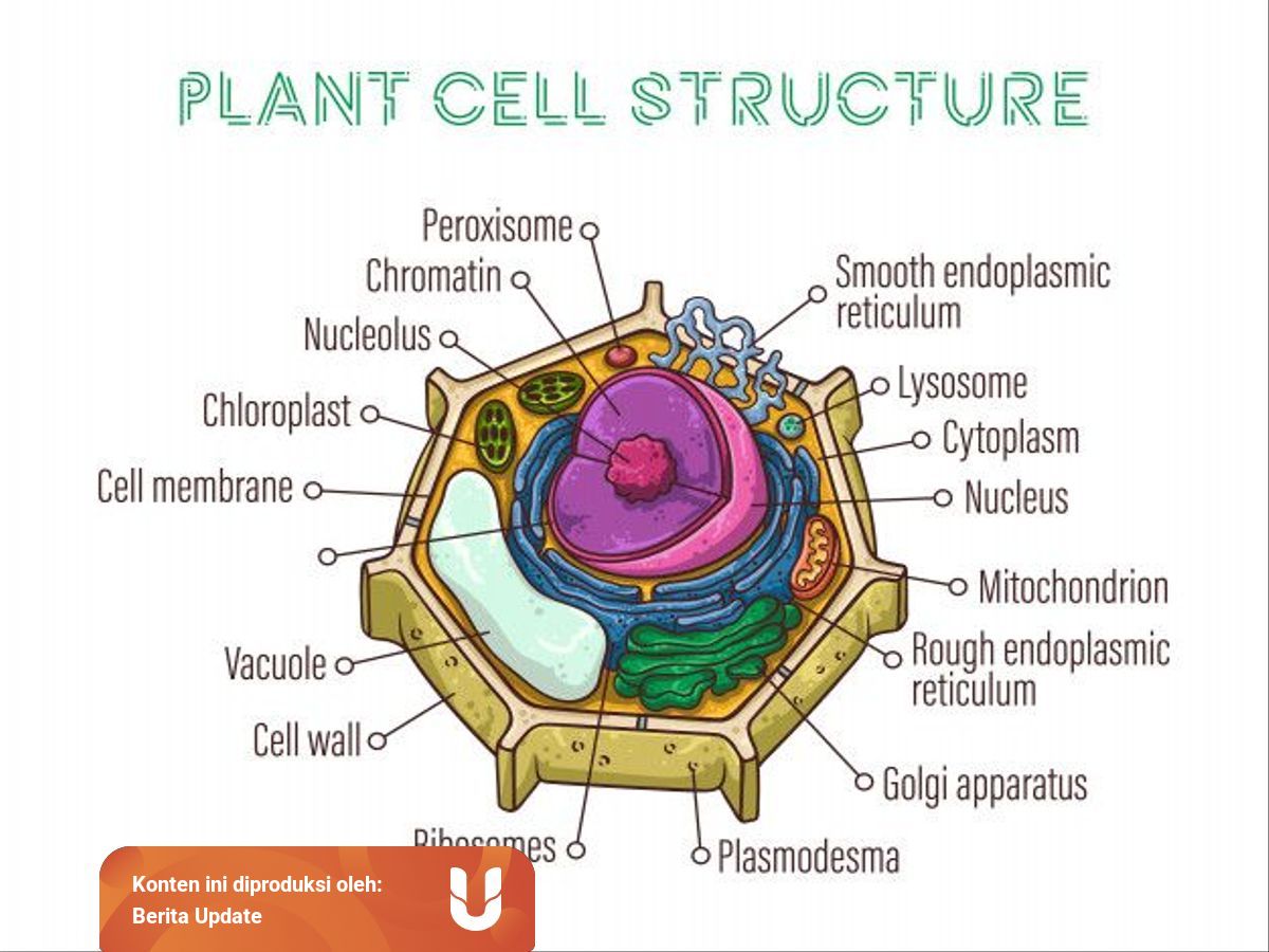 Perbedaan Fungsi Retikulum Endoplasma Kasar Dan Halus Kumparan Com