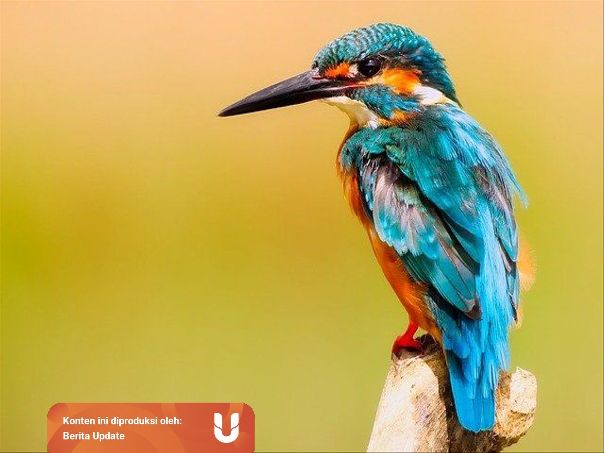 Hewan Aves Pengertian Jenis Dan Ciri Cirinya Kumparan Com