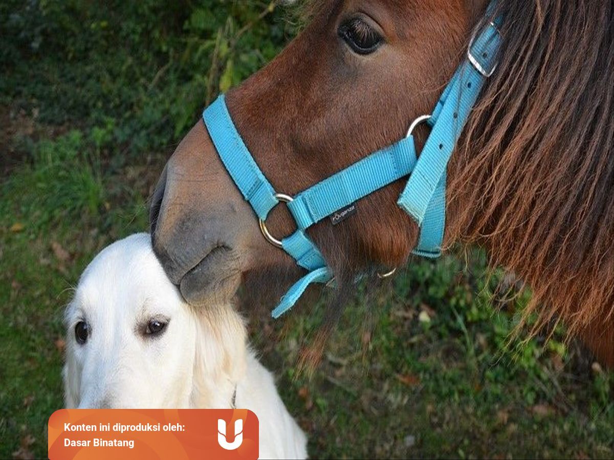 Ternyata Anjing Dan Kuda Dapat Menjalin Persahabatan Kumparan Com