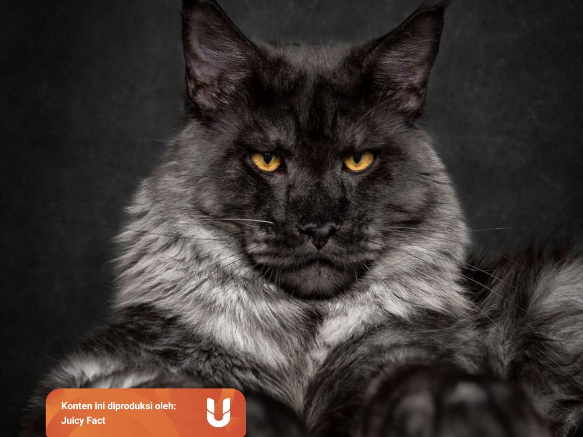 Kucing Ras Maine Coon Dengan 5 Fakta Unik Yang Dimilikinya