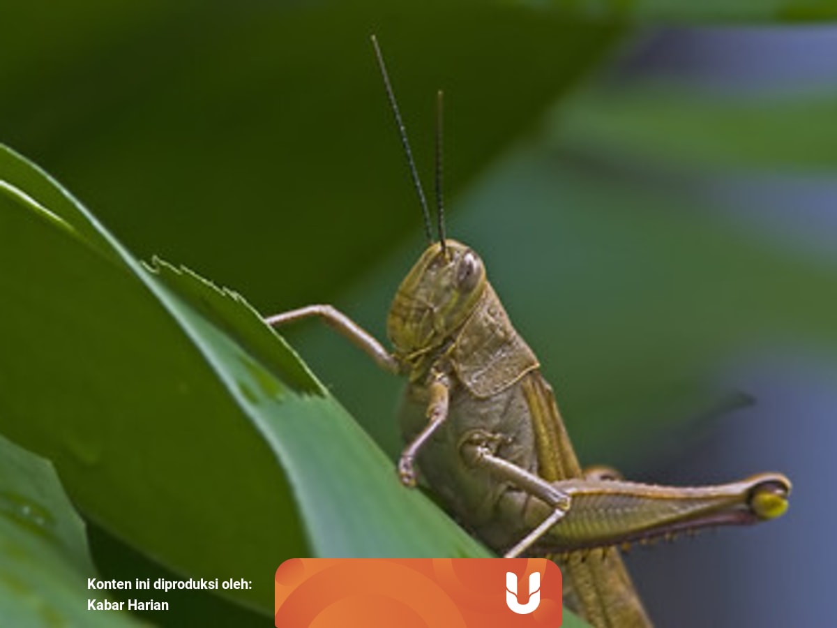 Mengenal Organ Gerak Belalang Dan Fungsinya Kumparan Com Mengenal Organ Gerak Belalang Dan Fungsinya Kumparan Com