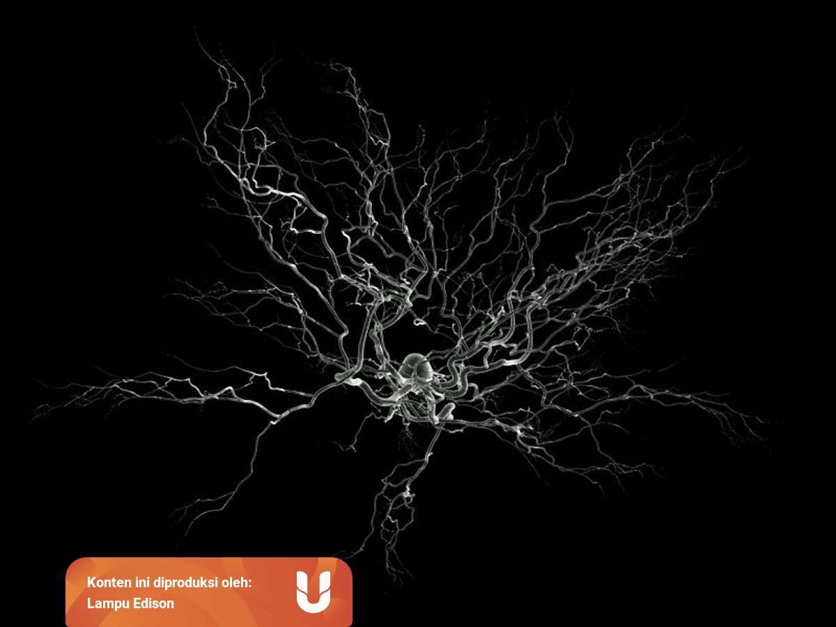 Kecepatan Transmisi Neuron Manusia Kumparan Com Kecepatan Transmisi Neuron Manusia Kumparan Com