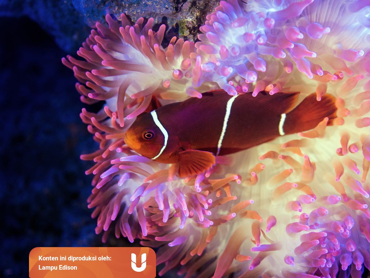 Hubungan Manis Ikan Badut Dan Anemon Laut Kumparan Com Hubungan Manis Ikan Badut Dan Anemon Laut Kumparan Com