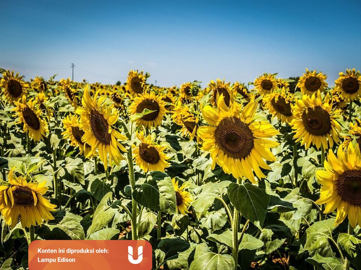Bunga Matahari Fakta / Gambar Bunga Matahari Asli - Besar, biasanya berwarna kuning terang, dengan kepala bunga yang besar (diameter bisa mencapai 30 cm).