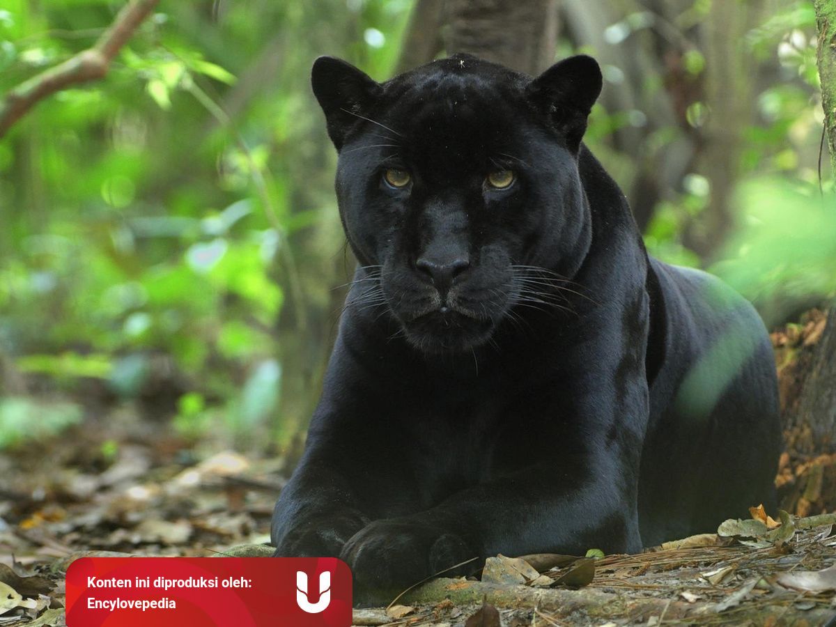 10 Fakta Menarik Tentang Panther Kumparan Com