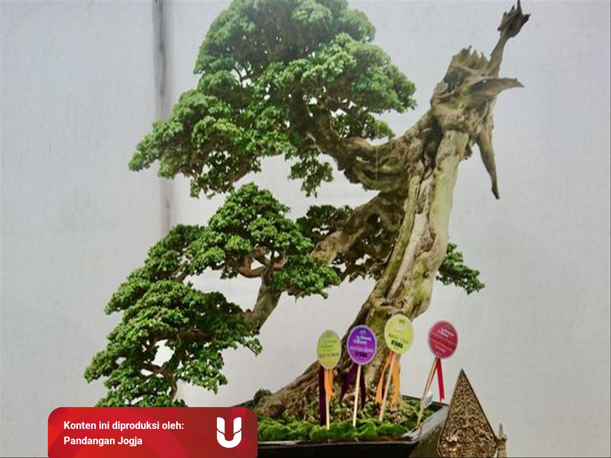 Mengenal Pohon Sancang Yang Bisa Dijadikan Bonsai Seharga Miliar Kumparan Com