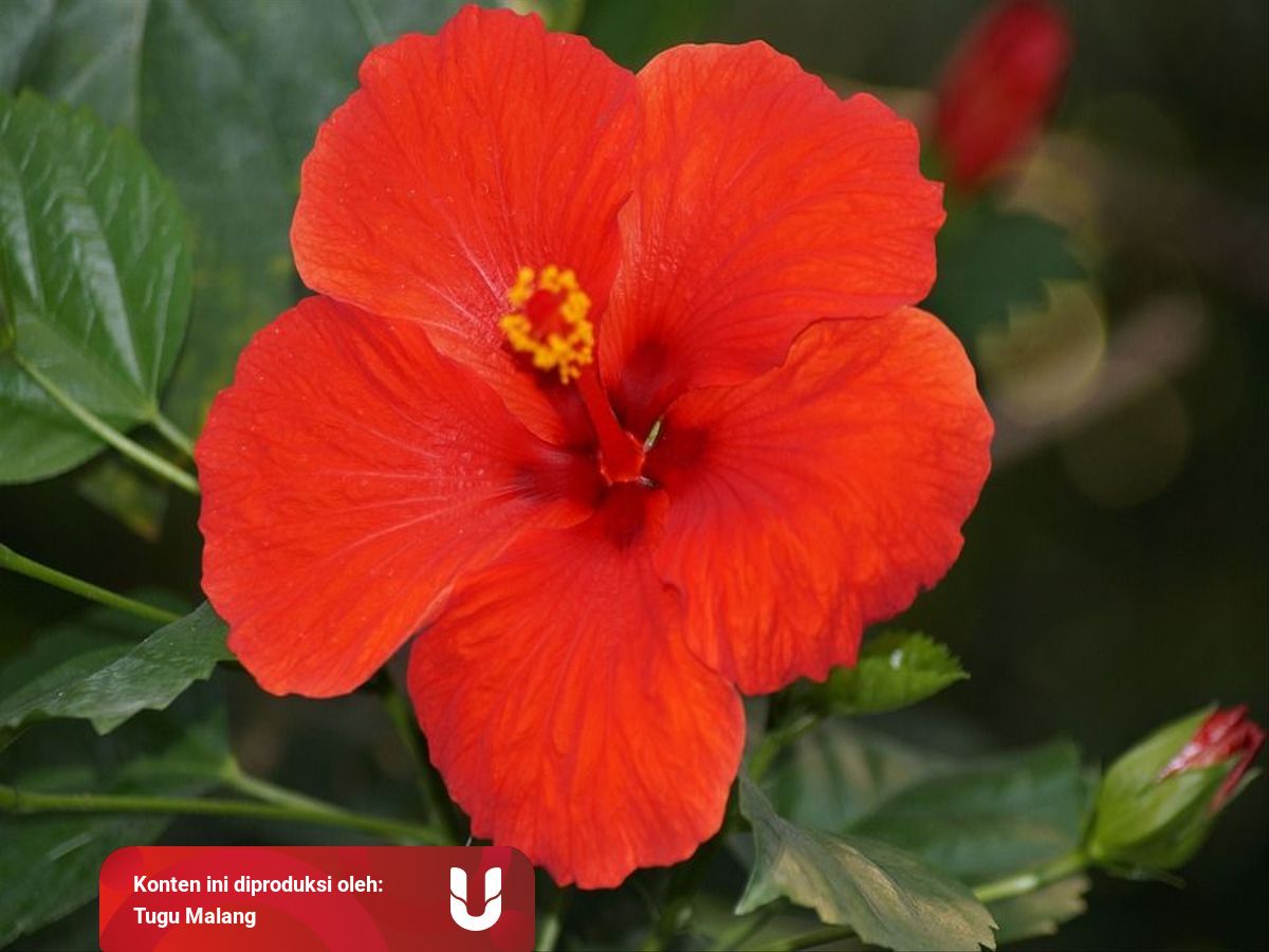 Mengenal Hibiscus Rosa Sinensis Bunga Yang Dicuri Di Tol Malang Kumparan Com Mengenal Hibiscus Rosa Sinensis Bunga Yang Dicuri Di Tol Malang Kumparan Com