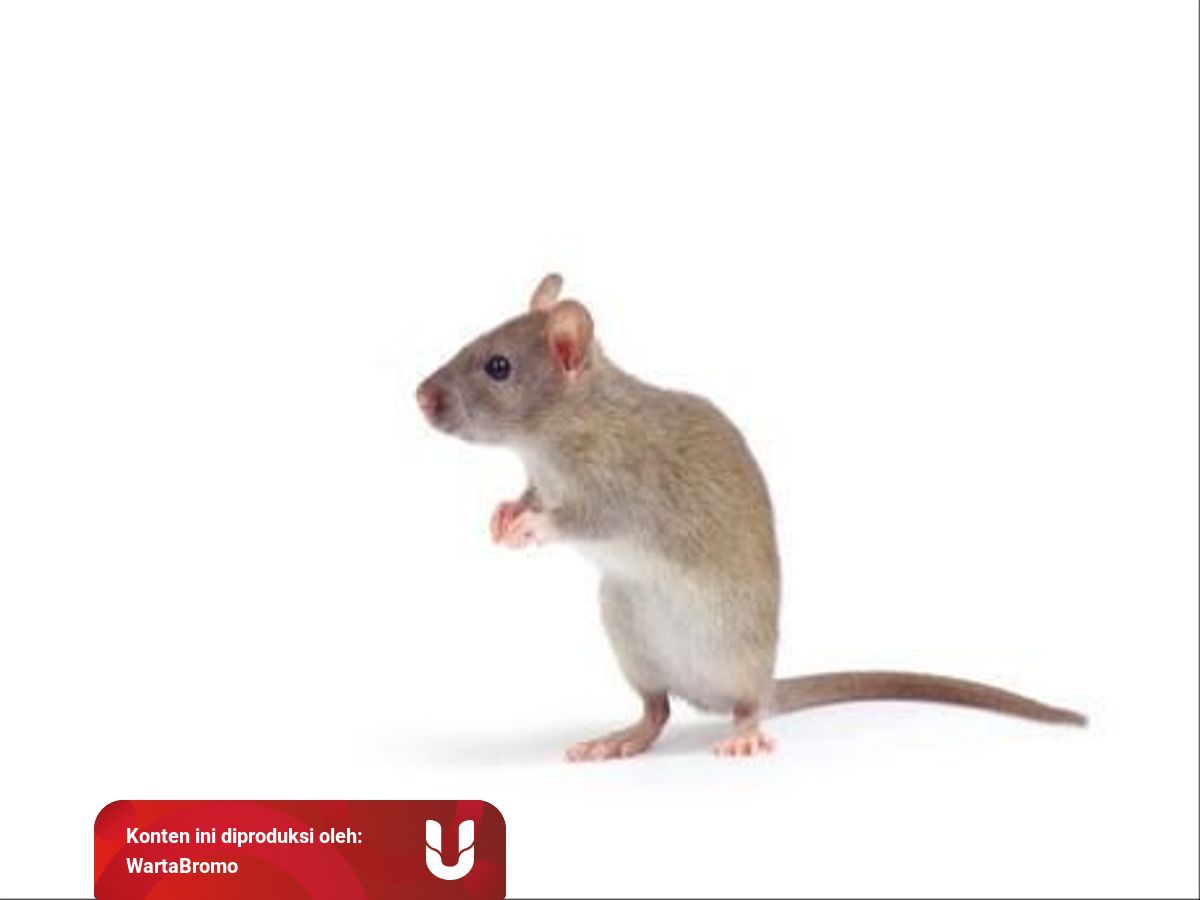Ini Gejala Penyakit Kencing Tikus Yang Patut Diwaspadai Kumparan Com