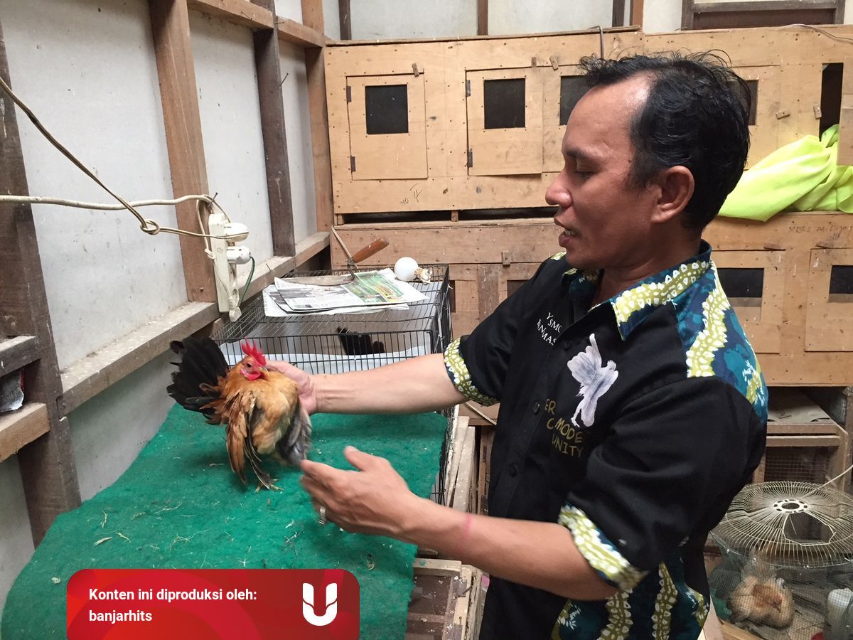 Meraup Untung Beternak Ayam Serama Borneo Kumparan Com