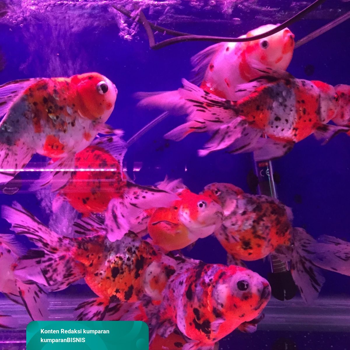 65 Harga Ikan Mas Koki Dalam Aquarium Terbaik