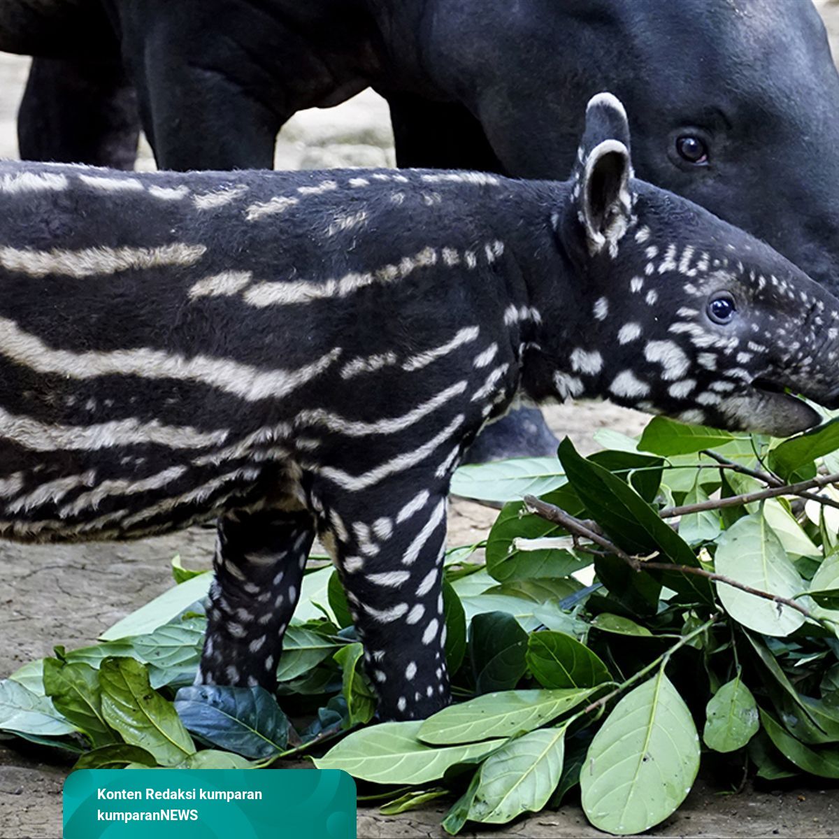 Bayi Tapir Imut di Kebun Binatang Bandung | kumparan.com