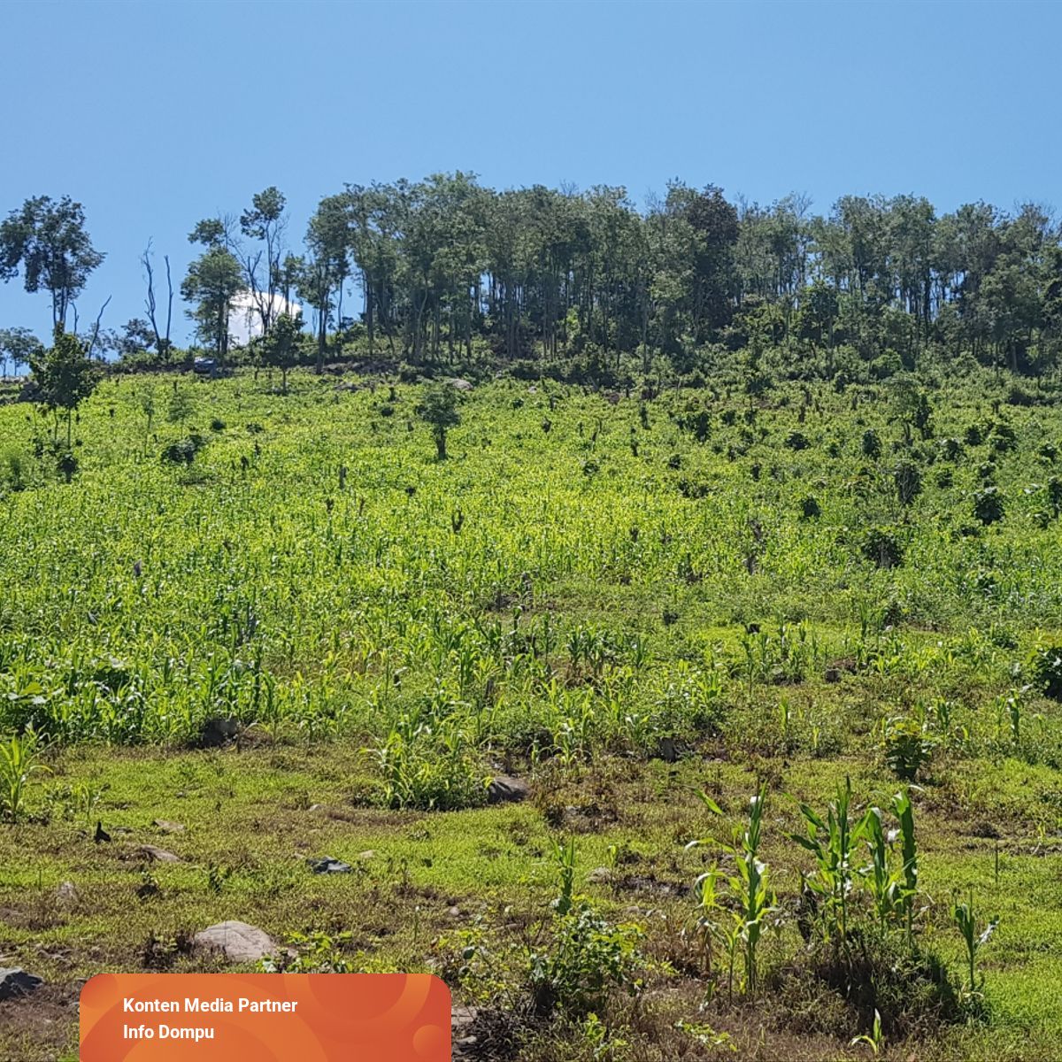 Cerita Petani di Dompu yang Usir Hama Pakai Bantuan Dukun 