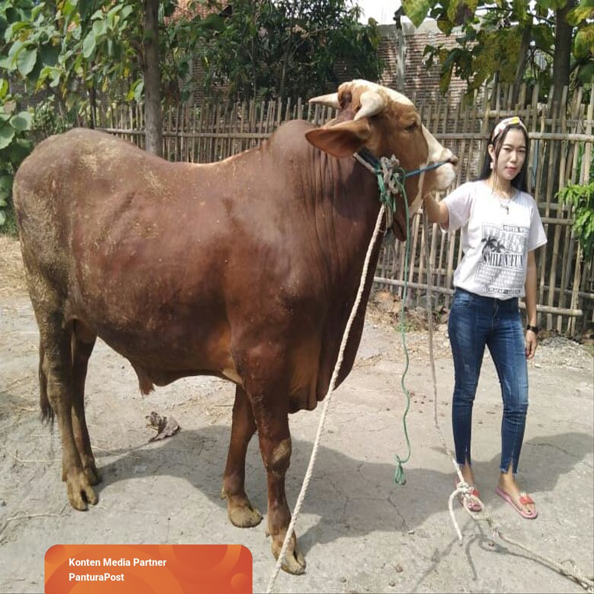 cara ternak sapi biar sukses