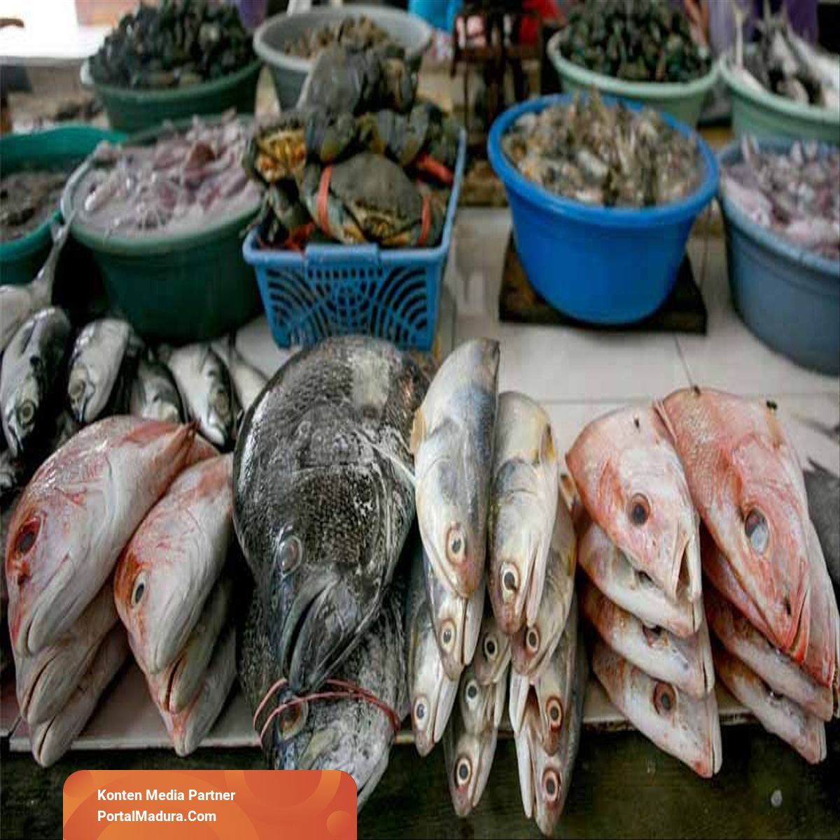 41+ Ikan Konsumsi Air Laut Adalah Gratis