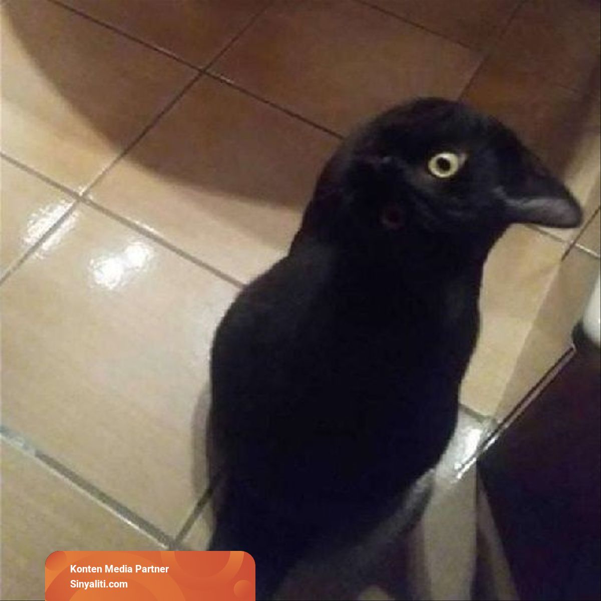 400 Tebak Gambar Unggas Terbaru