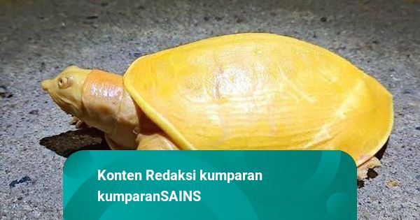 Peneliti Temukan Kura-kura Emas Langka Mirip Keju: Hidup di ...