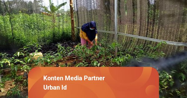 Warga Desa Muara Merang, Muba, Bangkit dari Kelamnya ...