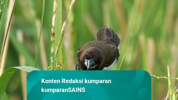 Mengenal Burung Emprit Ombyokan: Informasi Lengkap Seputar Jual Burung Emprit Ombyokan