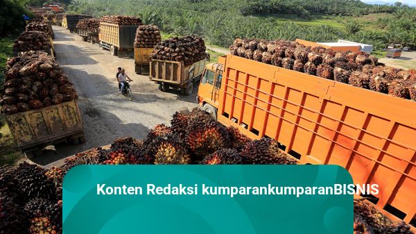Jadi Langganan Ekspor RI, India Bersiap untuk Lepas Ketergantungan CPO Asing