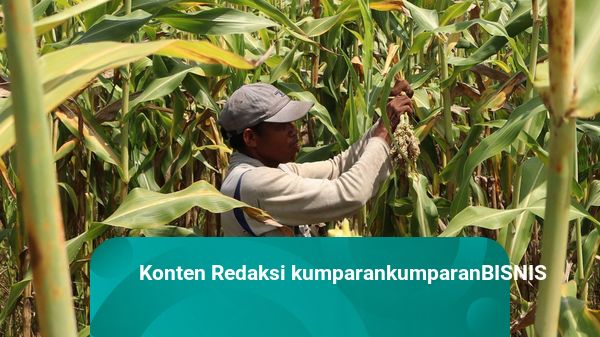 Anggaran Subsidi Pangan Tak Sampai Rp 10 Triliun, RI Berdaulat?