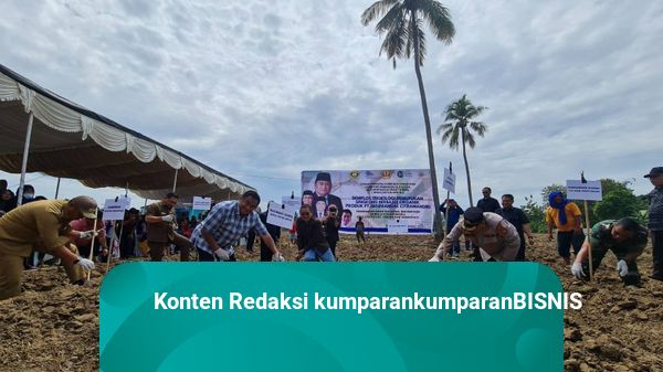 Rachmat Gobel Tanam Singkong Organik di Gorontalo
