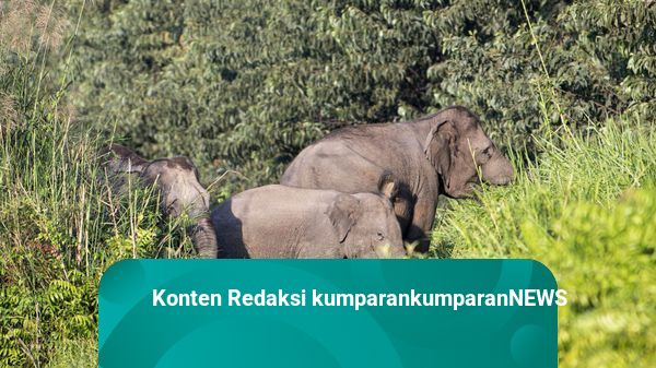 Seorang Petani Tewas Diserang Gajah Liar di Lampung Timur