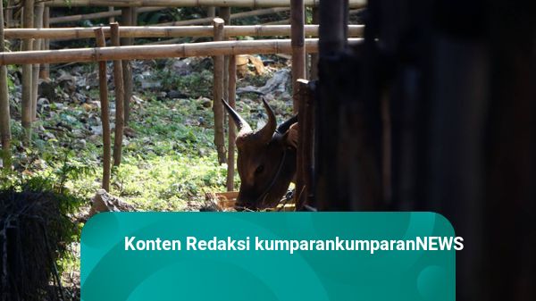 Dengar Tangisan, Warga Jepara Kaget Temukan Bayi di Dekat Kandang Sapi