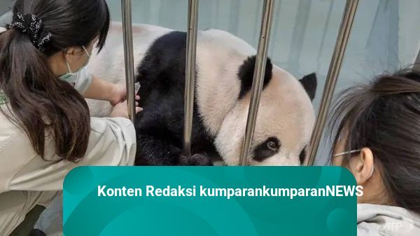 Panda Hadiah Persahabatan China untuk Taiwan Mati di Usia 18 Tahun