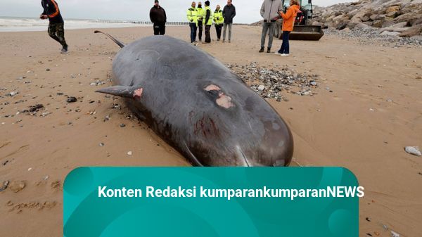 Foto: Paus Berparuh Mati Terdampar di Pantai Prancis