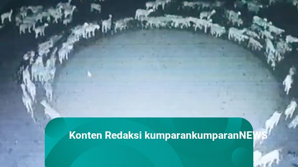 Misterius, Kawanan Domba di China Dilaporkan Berjalan Melingkar Selama 12 Hari