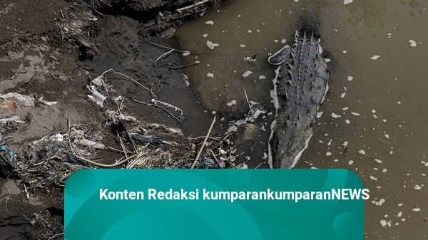 Foto: Meski Tercemar, Ribuan Buaya Mampu Bertahan di Sungai Tarcoles, Amerika