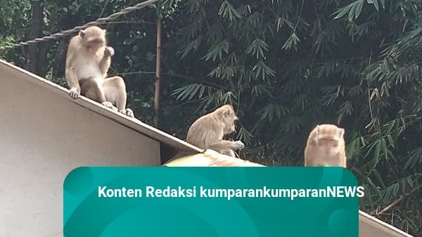 Kawanan Monyet Turun ke Pemukiman Warga di Bandung, Ada Apa?