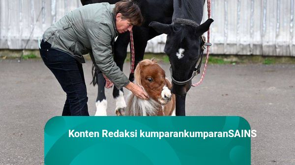 Ini Kuda Poni Terkecil di Dunia yang Punya Tinggi Cuma 50,8 Cm
