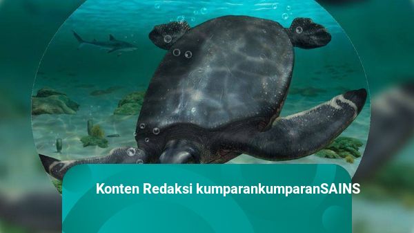Penyu &#039;Titanic&#039; Setinggi 3 M Pernah Arungi Laut 80 Juta Tahun Lalu, Ini Faktanya