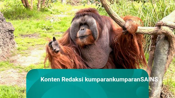 Rudi, Orangutan Jantan Tertua di Amerika Utara Mati di Usia 45 Tahun