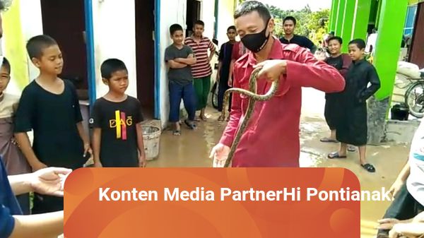 Tim Mamat Rescue Berikan Layanan Evakuasi Ular hingga Buaya