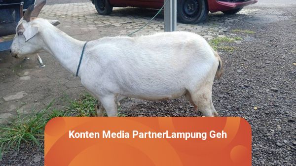 Warga Sumatera Selatan Ditangkap Akibat Curi Kambing di Lampung