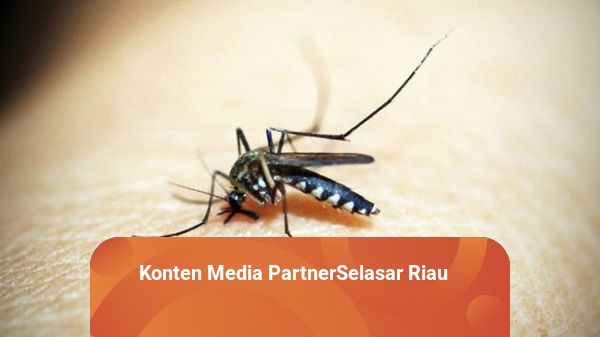 DBD di Kota Pekanbaru Capai 755 Kasus