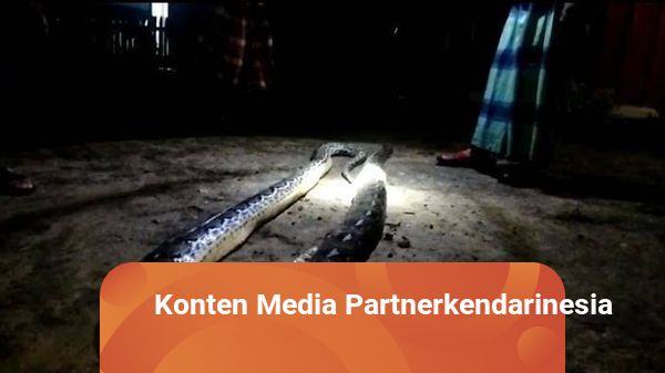 Bocah di Muna Dililit Ular Saat Temani Ibunya Memetik Sayur di Kebun