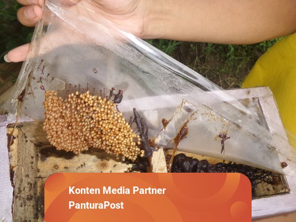 Bagaimana Budidaya Klanceng Tanpa Ratu Baca Informasi Lengkapnya Budidaya Lebah Madu Klanceng, Pemuda di Tegal Raup Omzet Puluhan Juta | kumparan.com