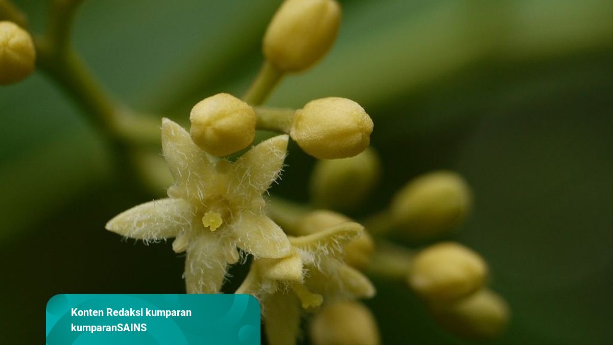 Tanaman Obat Langka Yang Sempat Dianggap Punah Ditemukan Kembali Kumparan Com