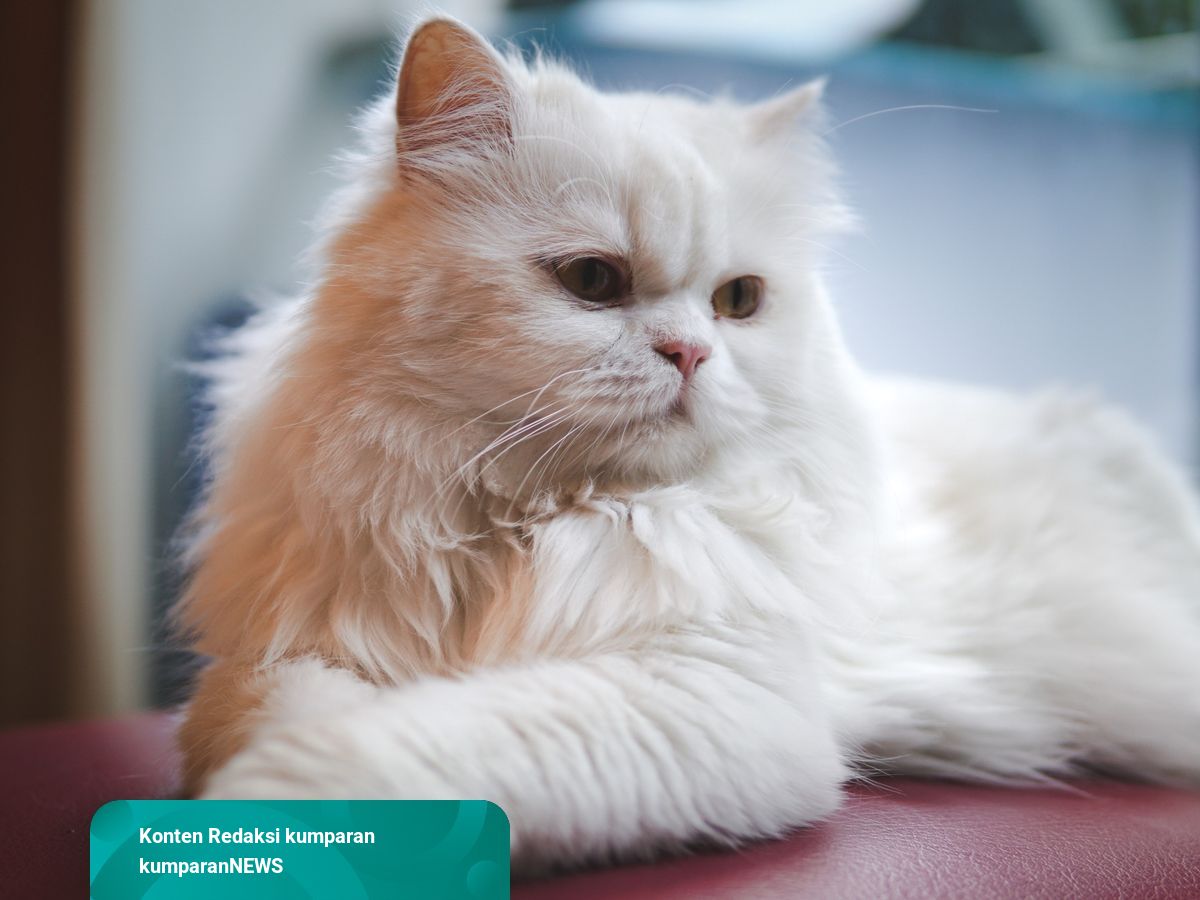 Viral Cerita Kucing Persia Hilang, Ternyata Dicuri dan Dijual di 