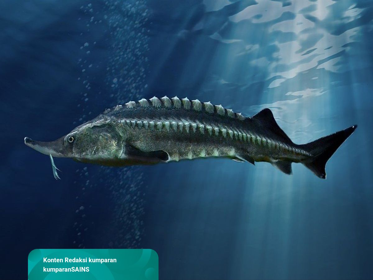7700 Ikan Air Tawar Besar Di Indonesia Terbaru