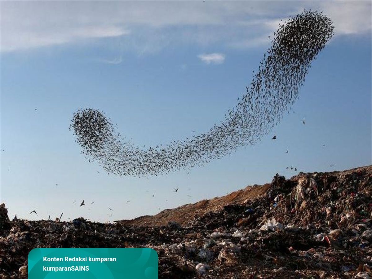 Sains dan Alquran di Balik Ratusan Burung Jalak yang Terbang Bergerombol |  kumparan.com