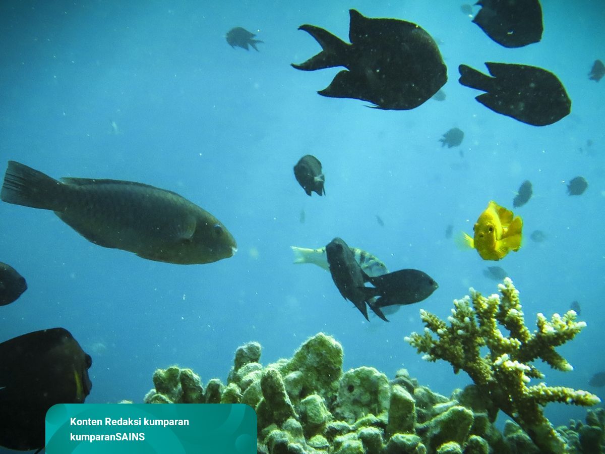 9200 Koleksi Ikan Air Laut Jurnal Gratis Terbaru