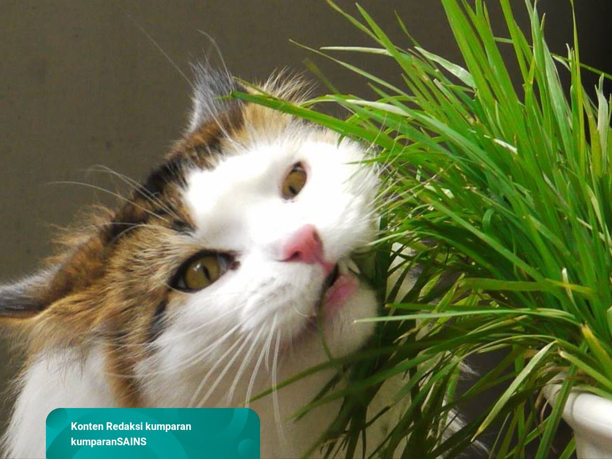 Mengapa Kucing Makan Rumput dan Kemudian Memuntahkannya 