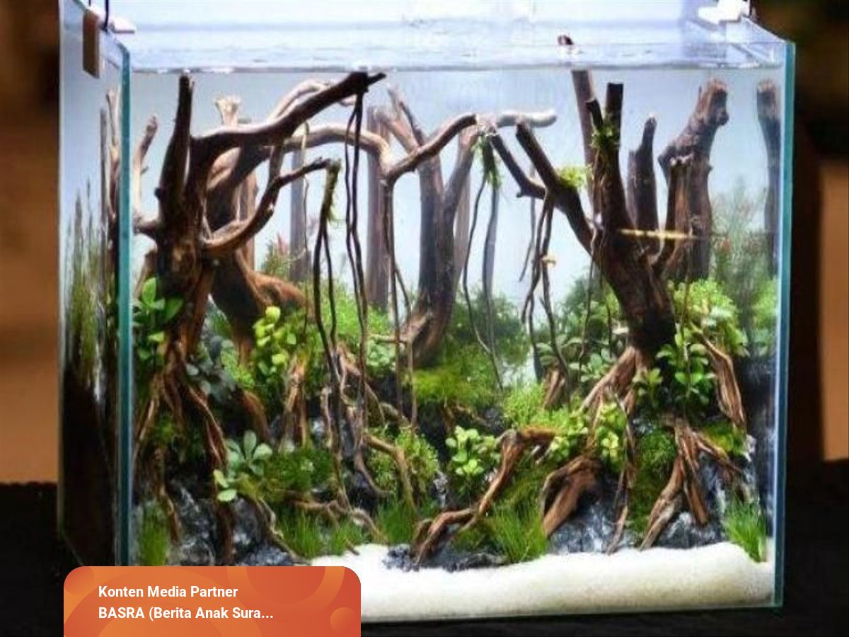 menjernihkan air aquascape