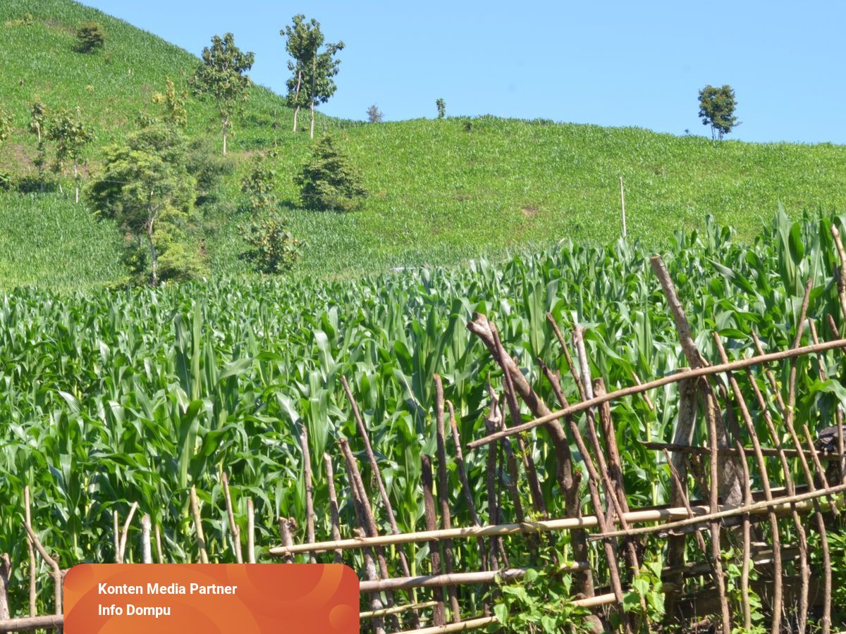 Serangan Hama, Petani Jagung Pasang Setrum Listrik Tegangan Tinggi 